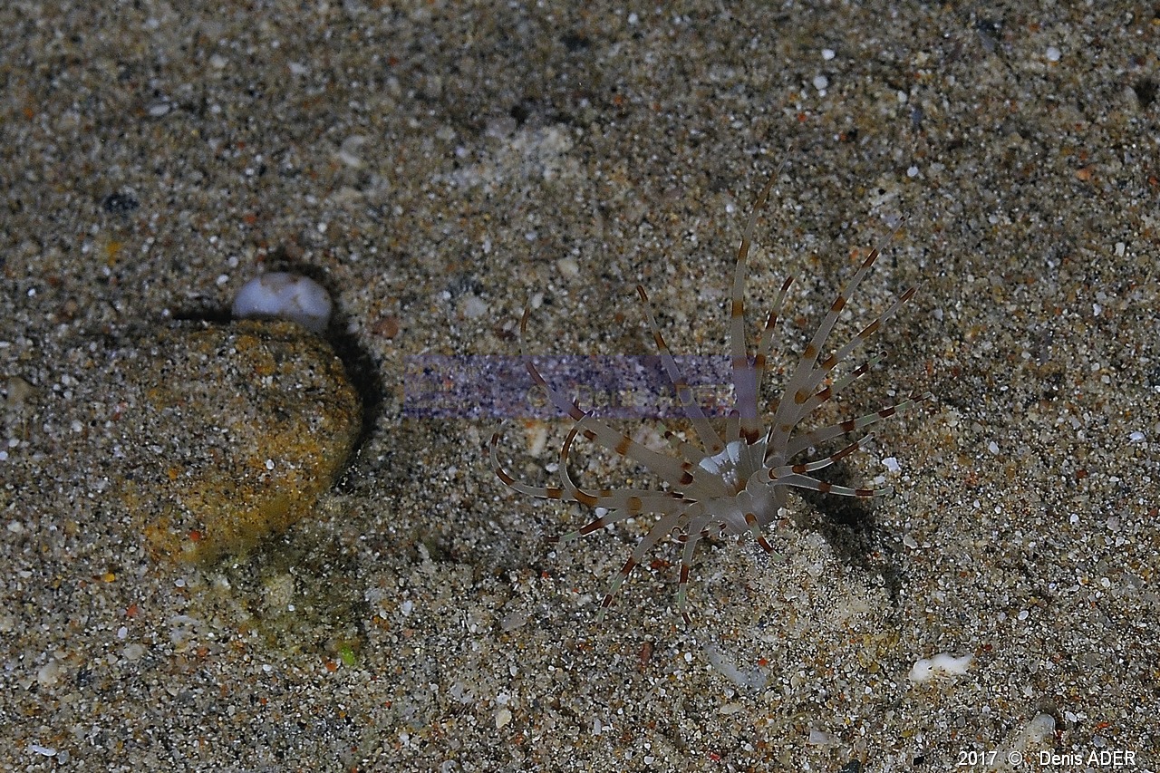 Arachnanthus sp Cerianthe tube de sable-Safaga Coral Beach-3m-20171123nuit-Denis-ADER-DSC_3751_tn.jpg